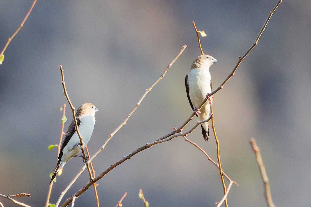 savannesølvnebb - ML645542522