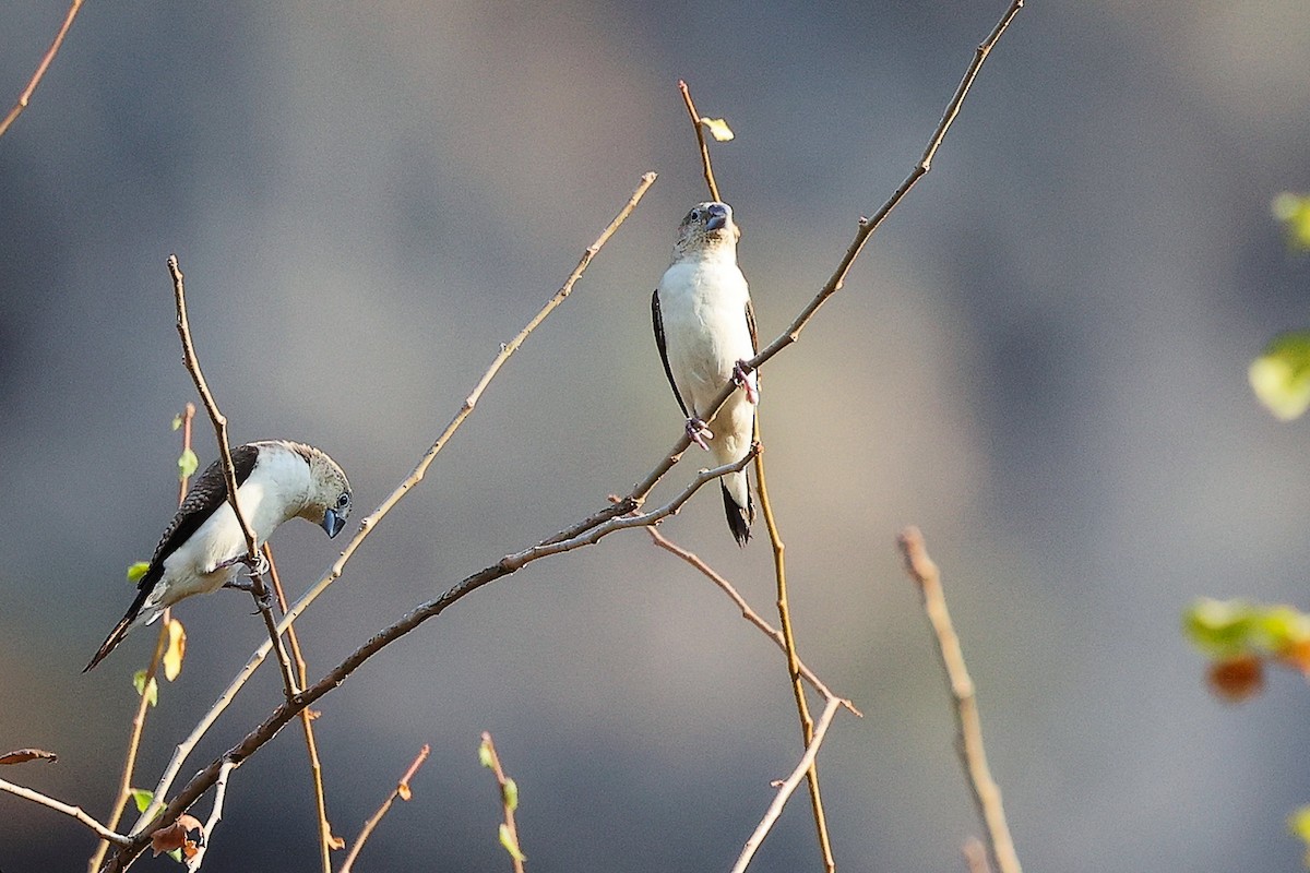 savannesølvnebb - ML645542526