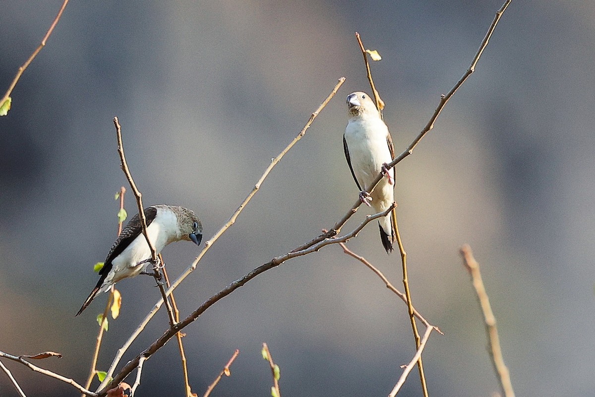 savannesølvnebb - ML645542527