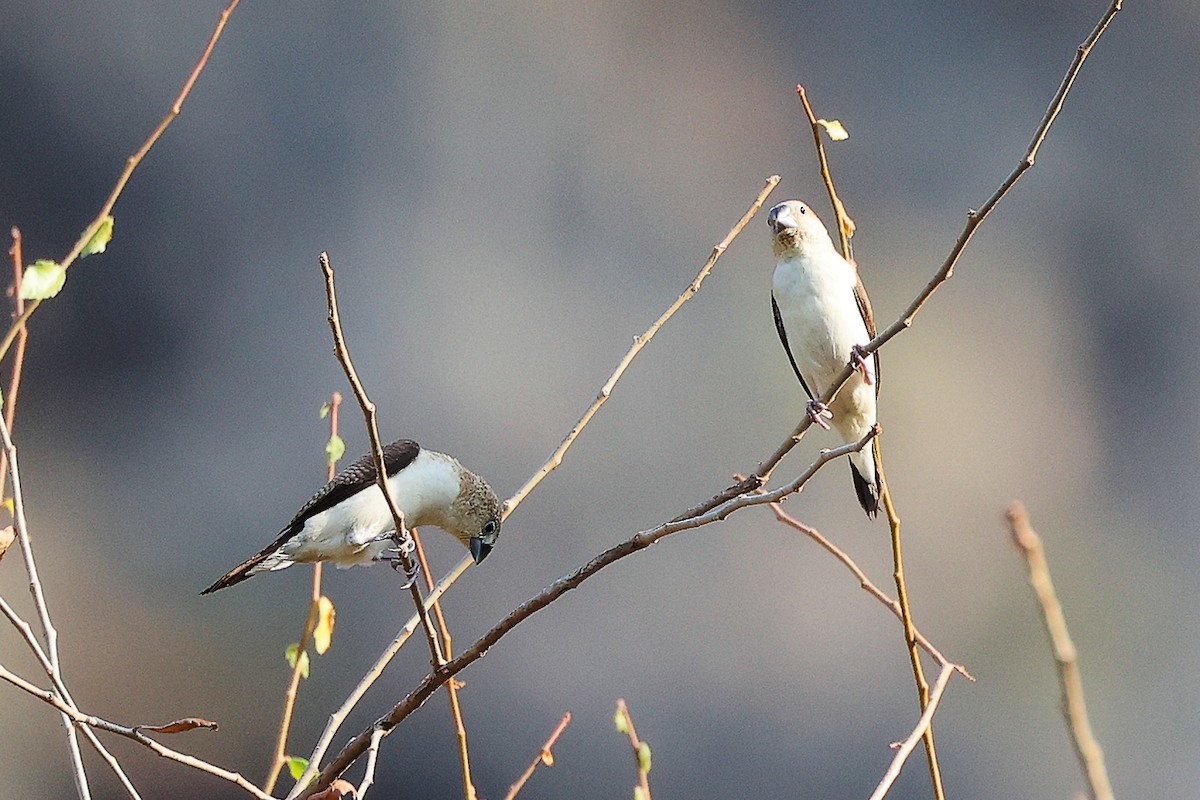 savannesølvnebb - ML645542529