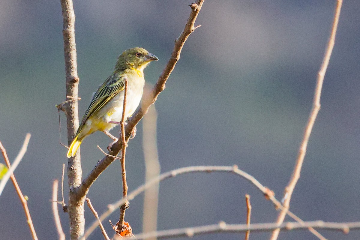 Иволговый ткач - ML645542532