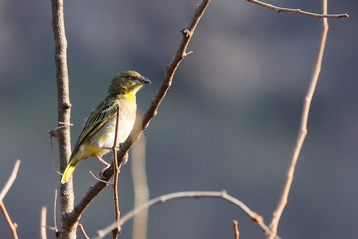 Иволговый ткач - ML645542534