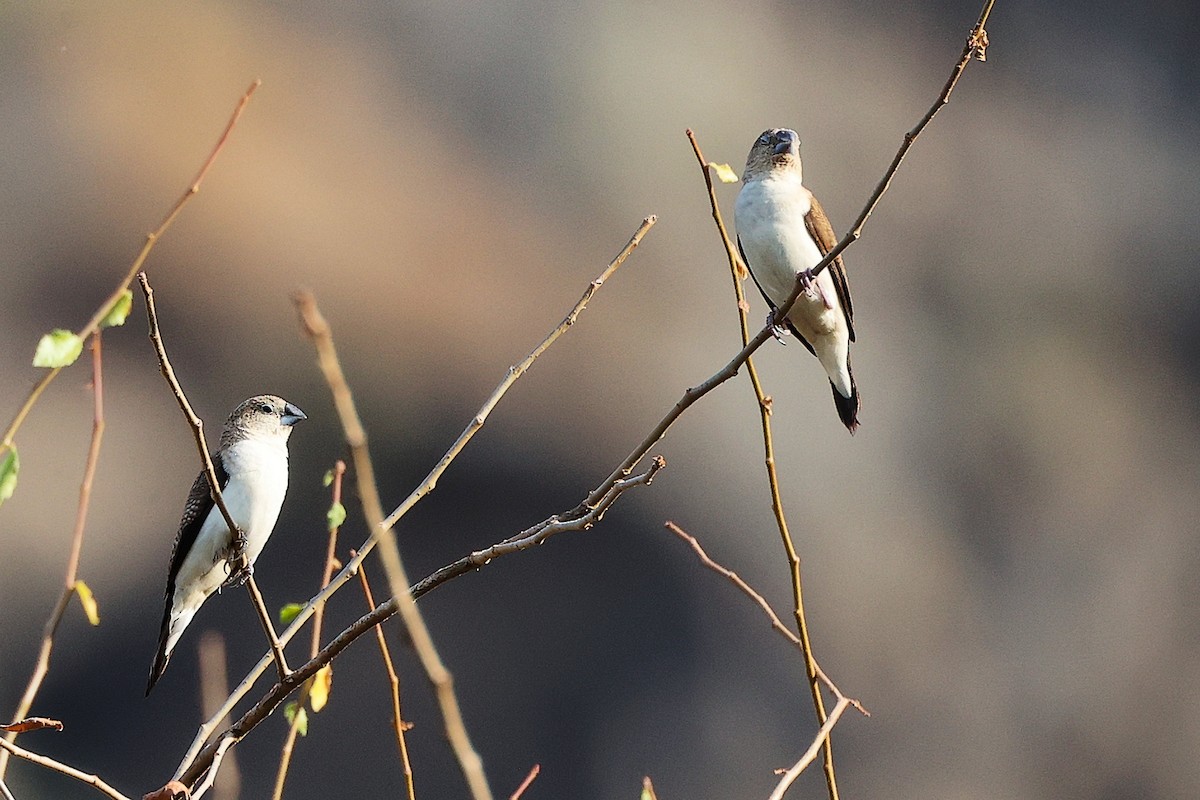 savannesølvnebb - ML645542538