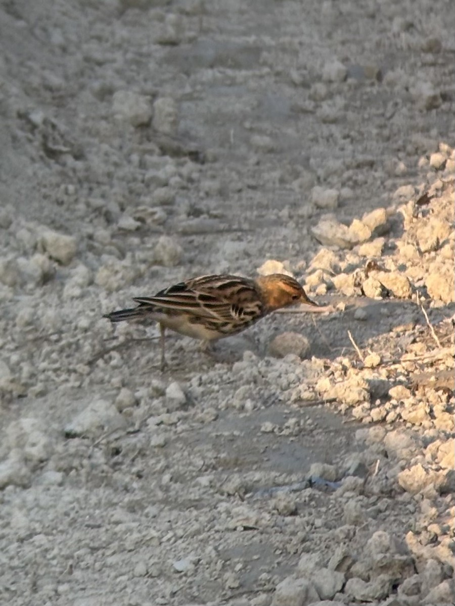 Red-throated Pipit - ML645542544