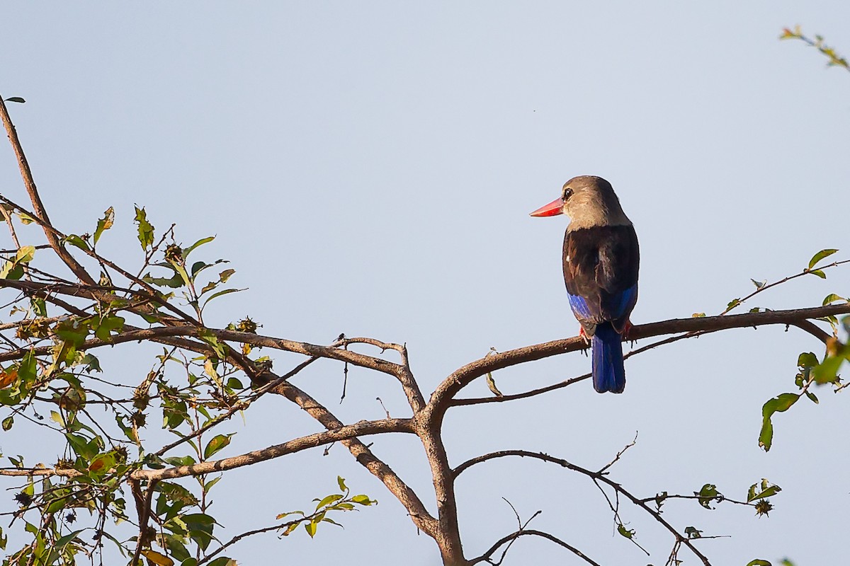 Martin-chasseur à tête grise - ML645542548