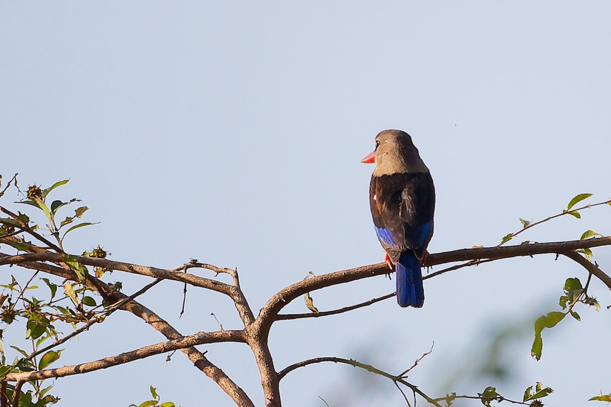 Martin-chasseur à tête grise - ML645542557