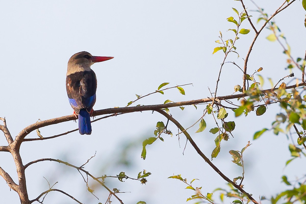Martin-chasseur à tête grise - ML645542558