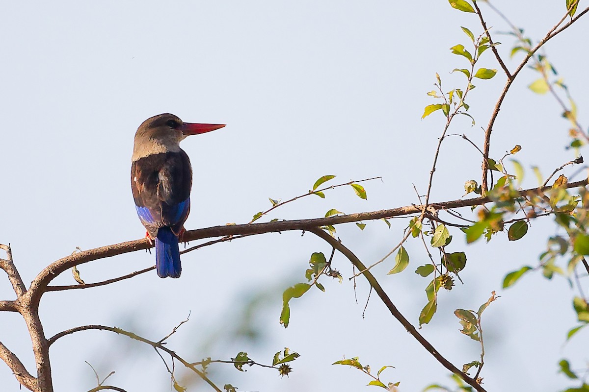 Martin-chasseur à tête grise - ML645542559