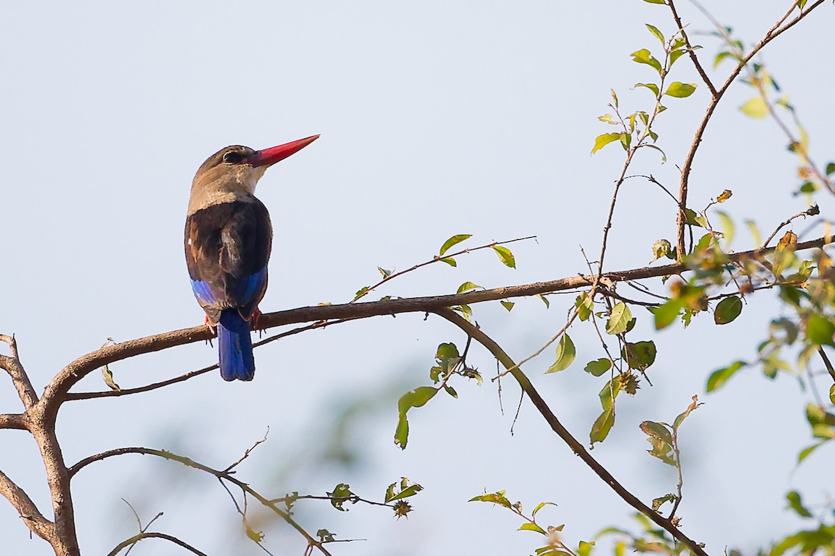 Martin-chasseur à tête grise - ML645542560