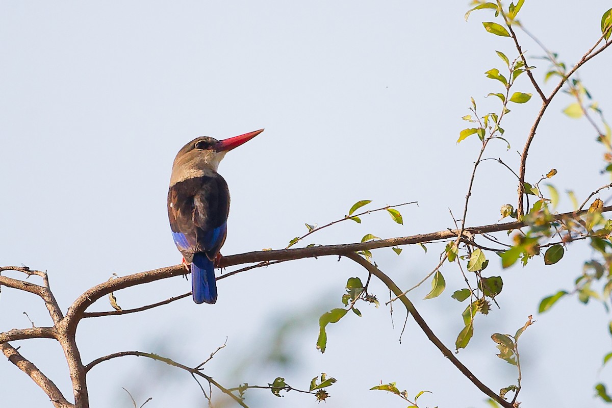 Martin-chasseur à tête grise - ML645542561