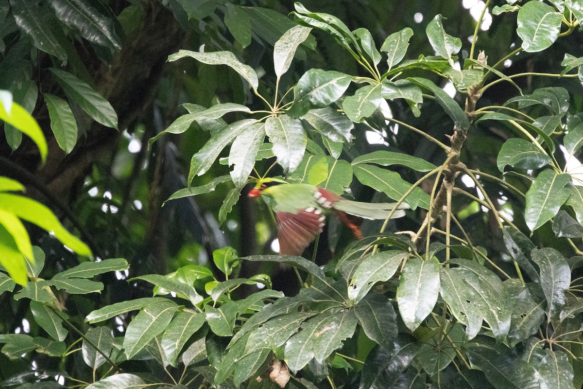 Common Green-Magpie - ML645542563