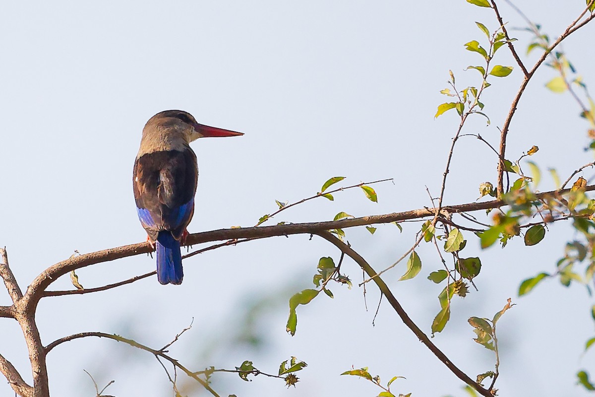 Martin-chasseur à tête grise - ML645542564
