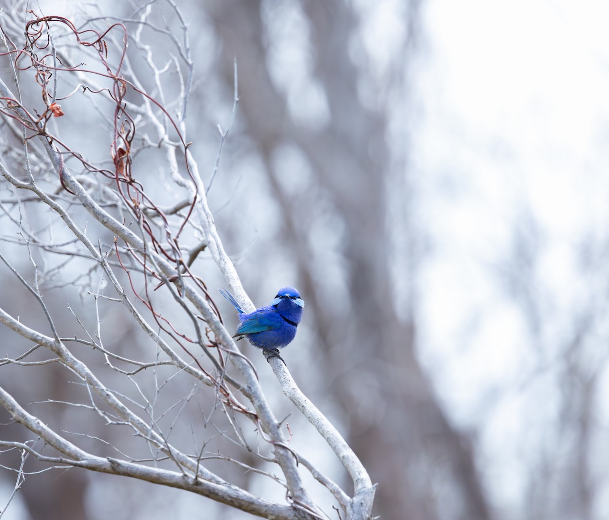 Splendid Fairywren - ML645542566