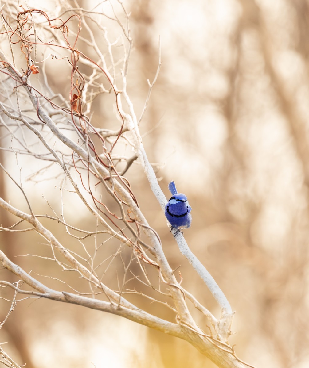 Splendid Fairywren - ML645542567