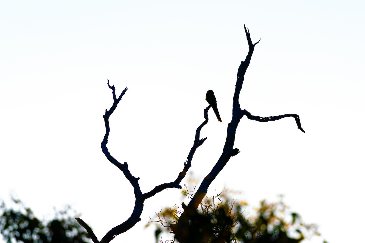 Australian Ringneck - ML645542576