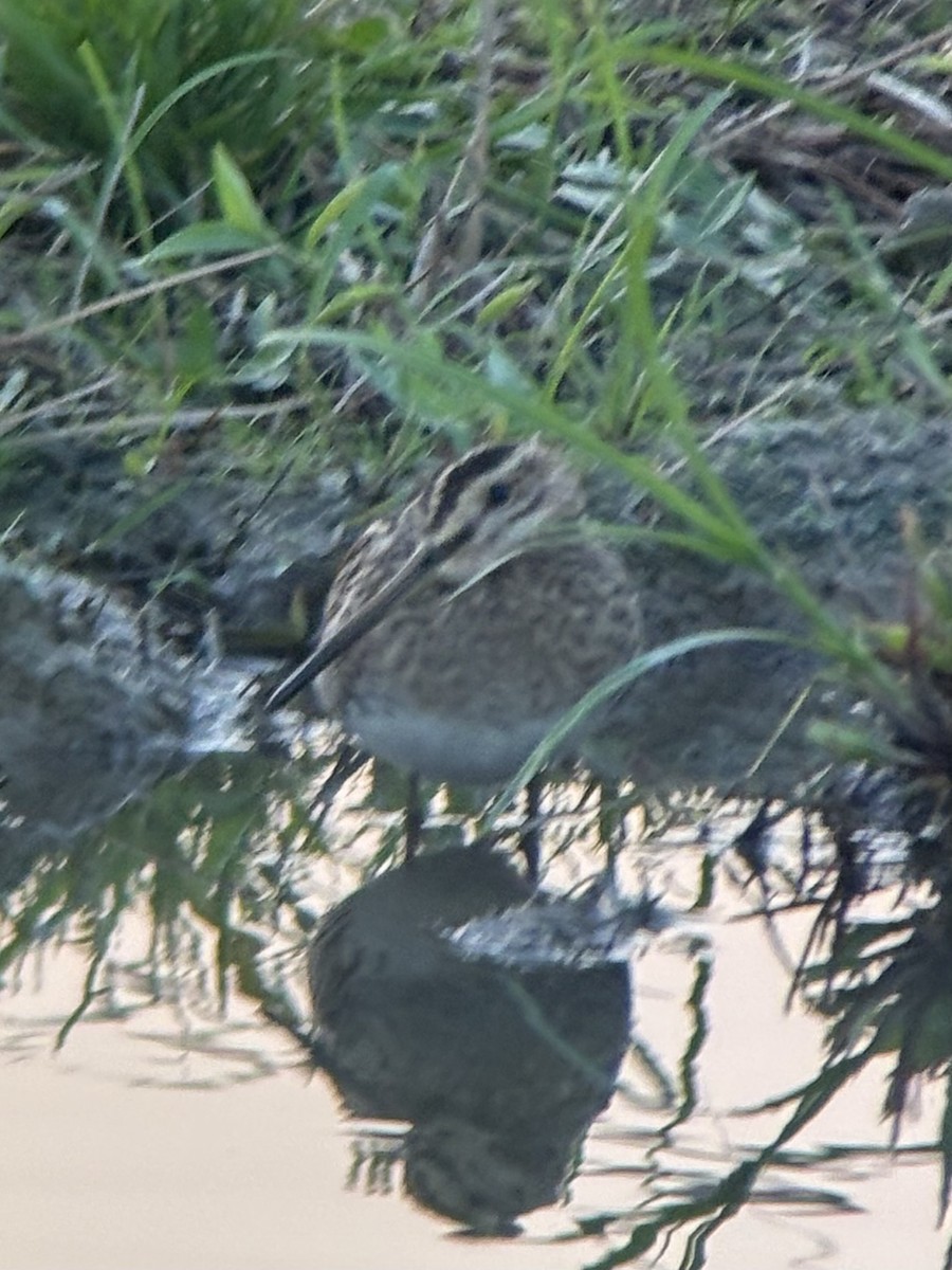 Swinhoe's/Pin-tailed Snipe - ML645542579