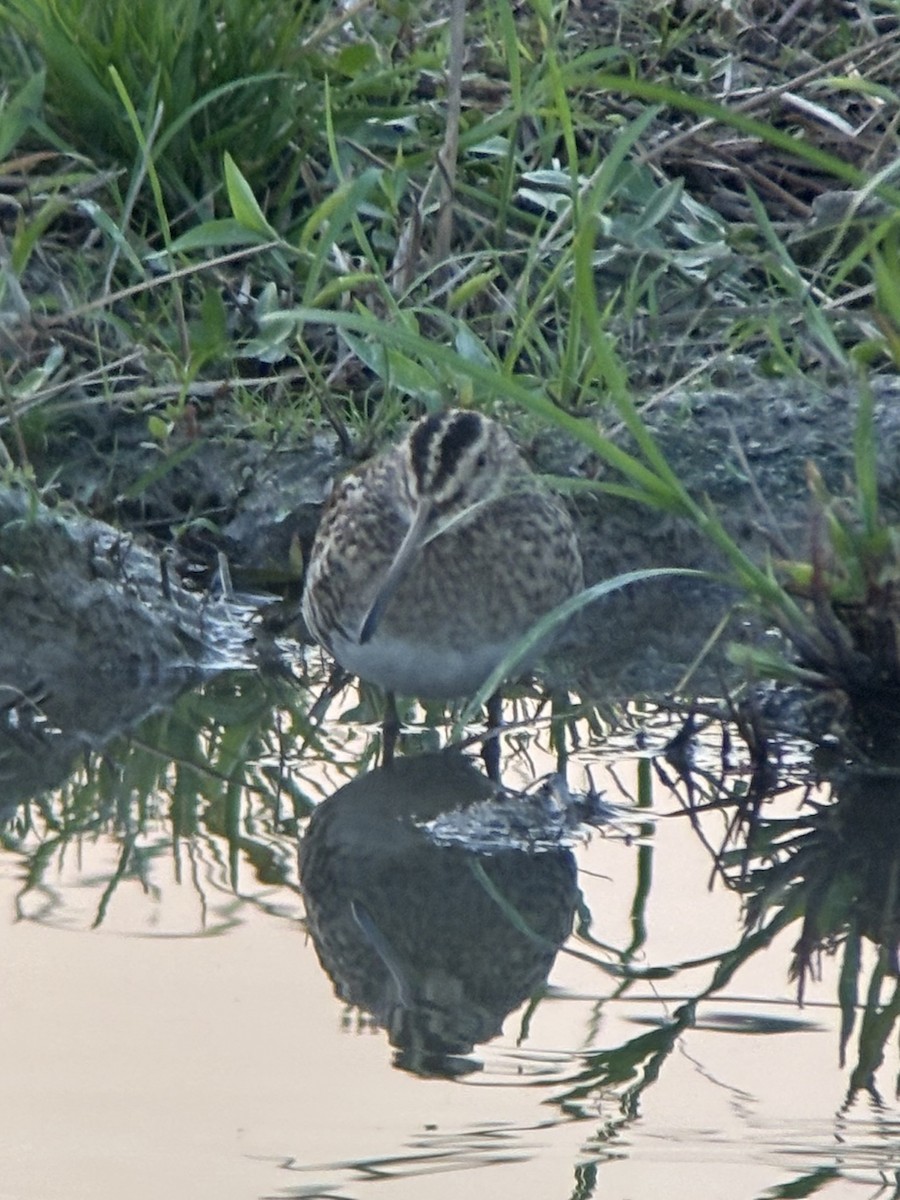 Swinhoe's/Pin-tailed Snipe - ML645542580