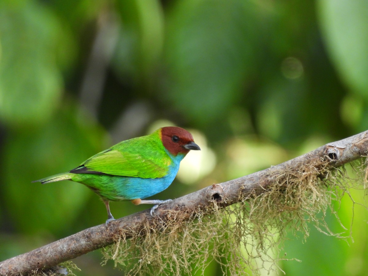 Calliste rouverdin - ML645542581