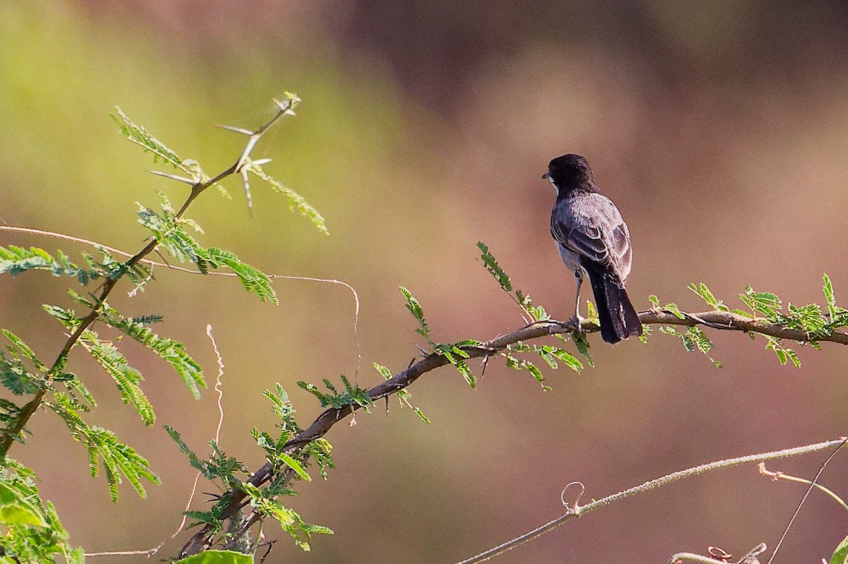 Arabian Warbler - ML645542585