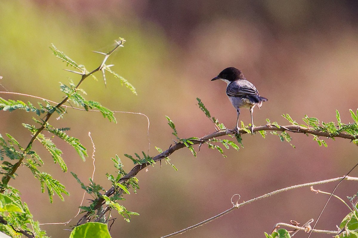 Arabian Warbler - ML645542588
