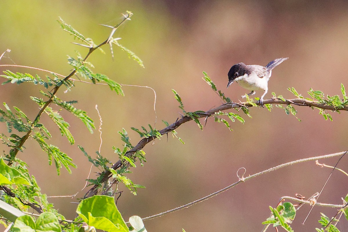 Arabian Warbler - ML645542589