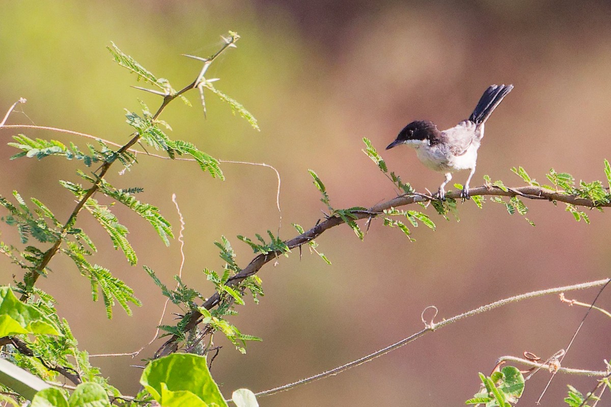 Arabian Warbler - ML645542592