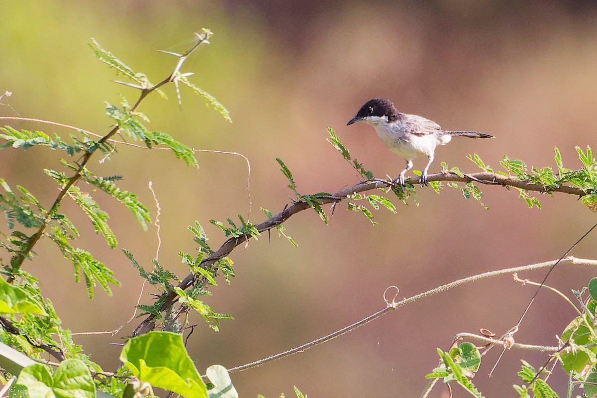 Arabian Warbler - ML645542594