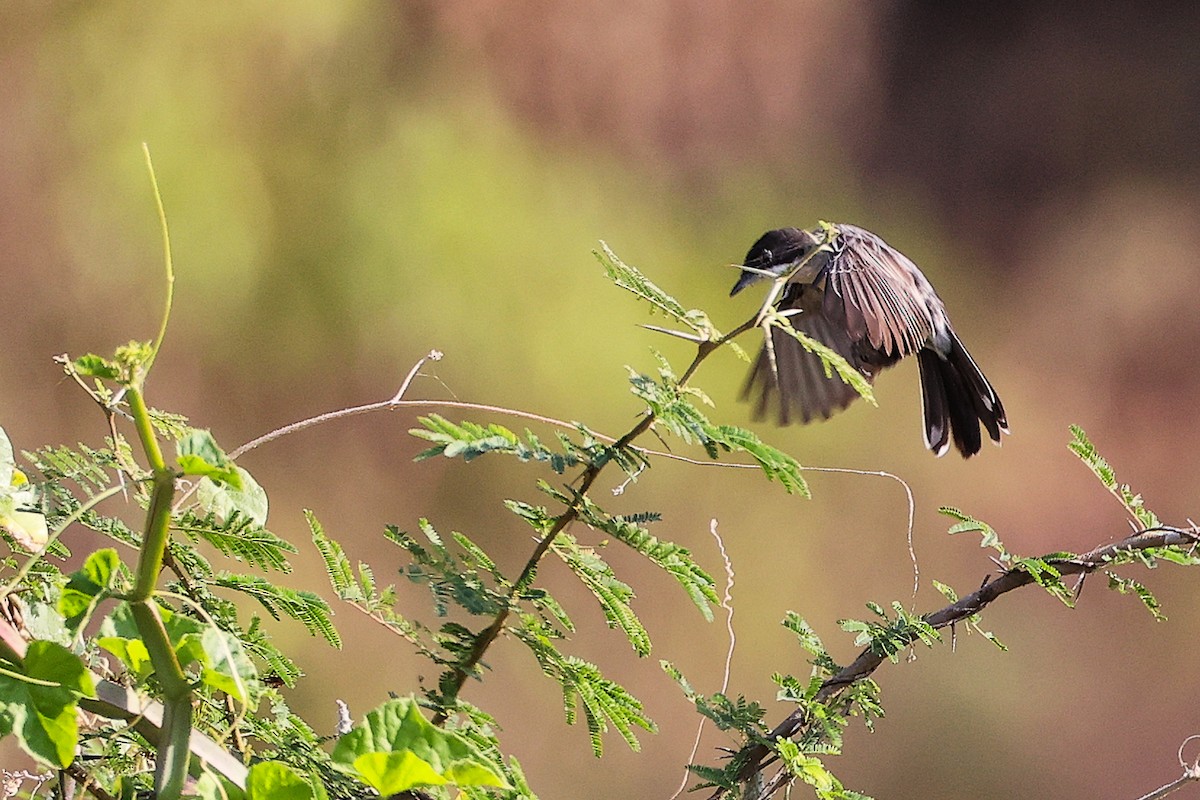 Arabian Warbler - ML645542595