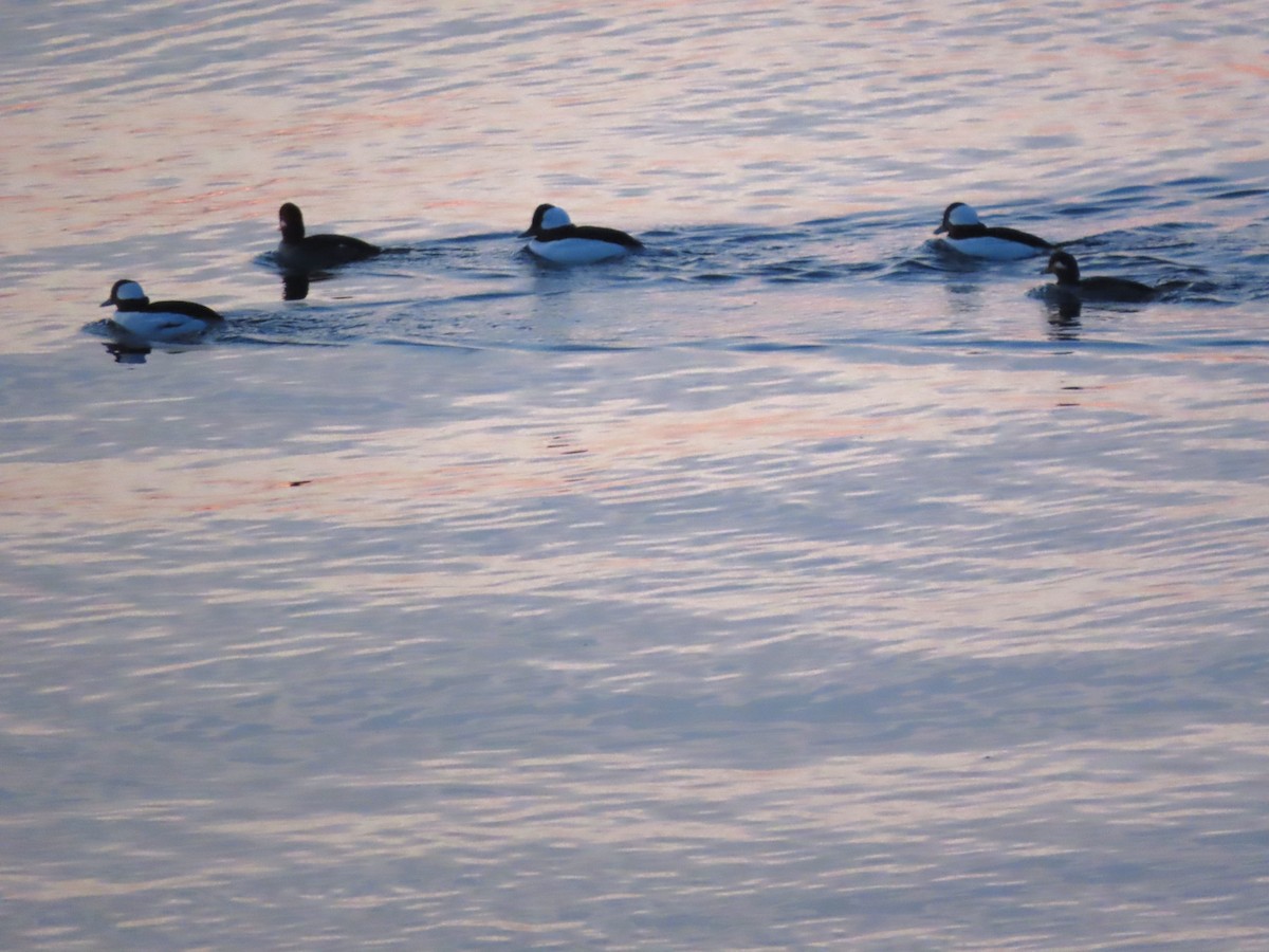 Bufflehead - ML645542599