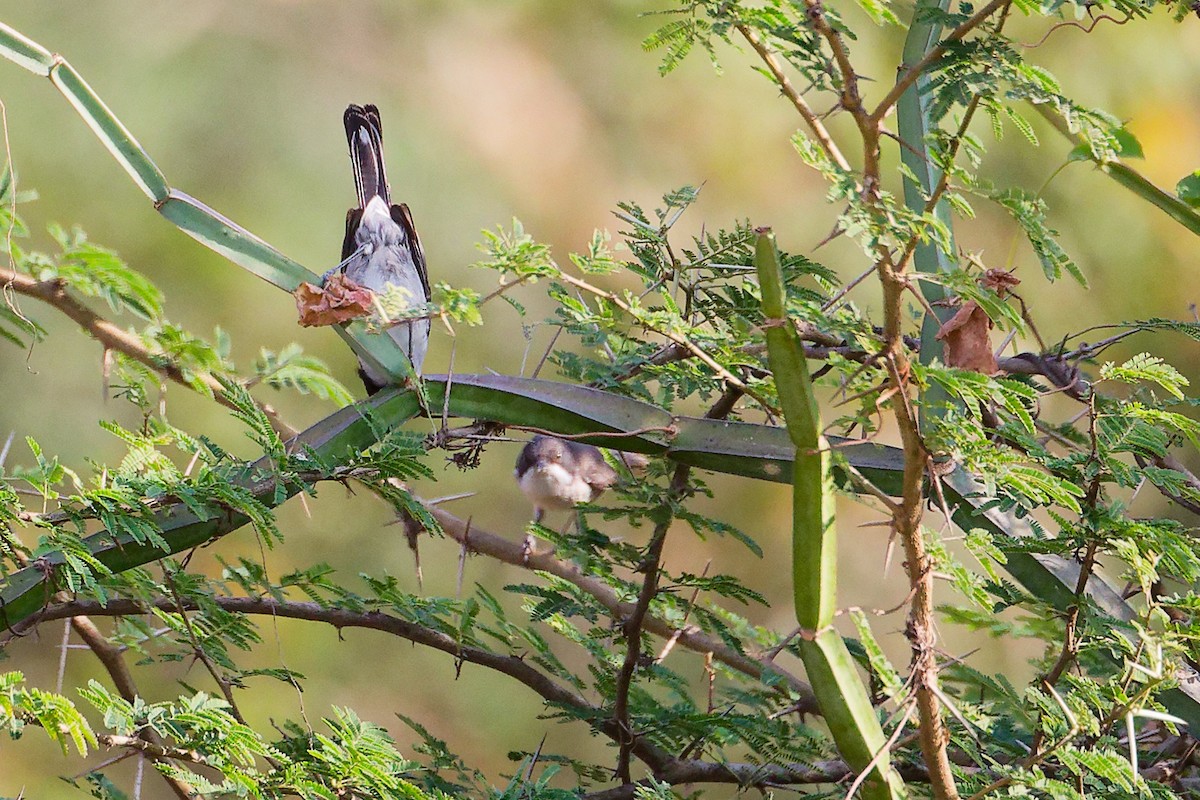 Arabian Warbler - ML645542600