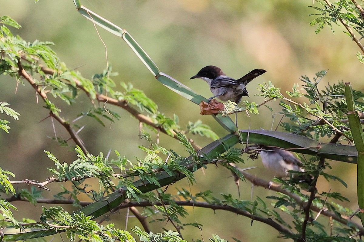 Arabian Warbler - ML645542602
