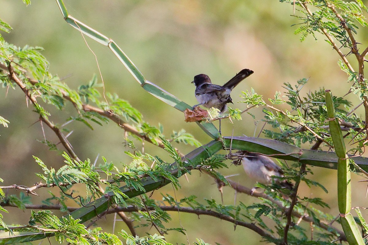 Arabian Warbler - ML645542606