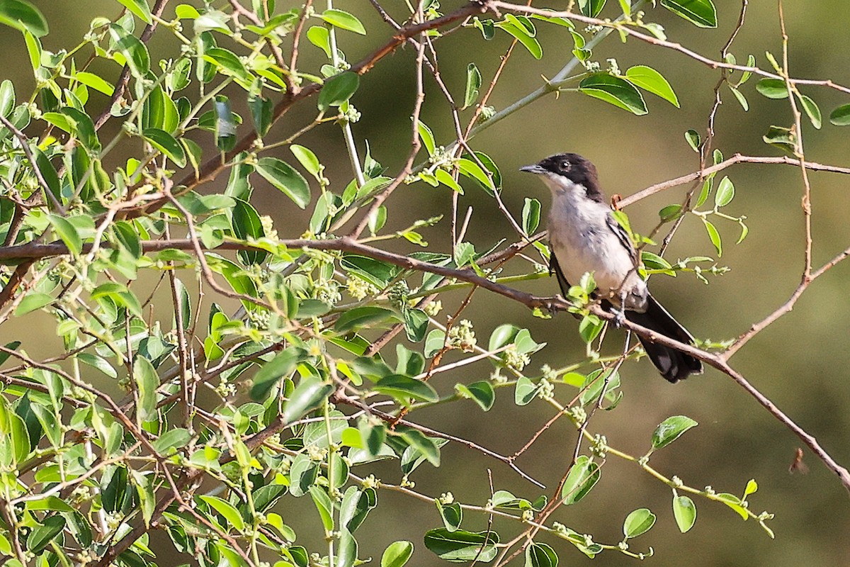 Arabian Warbler - ML645542608