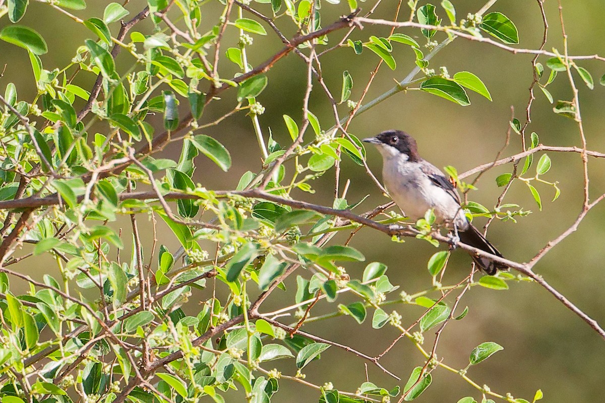 Arabian Warbler - ML645542612