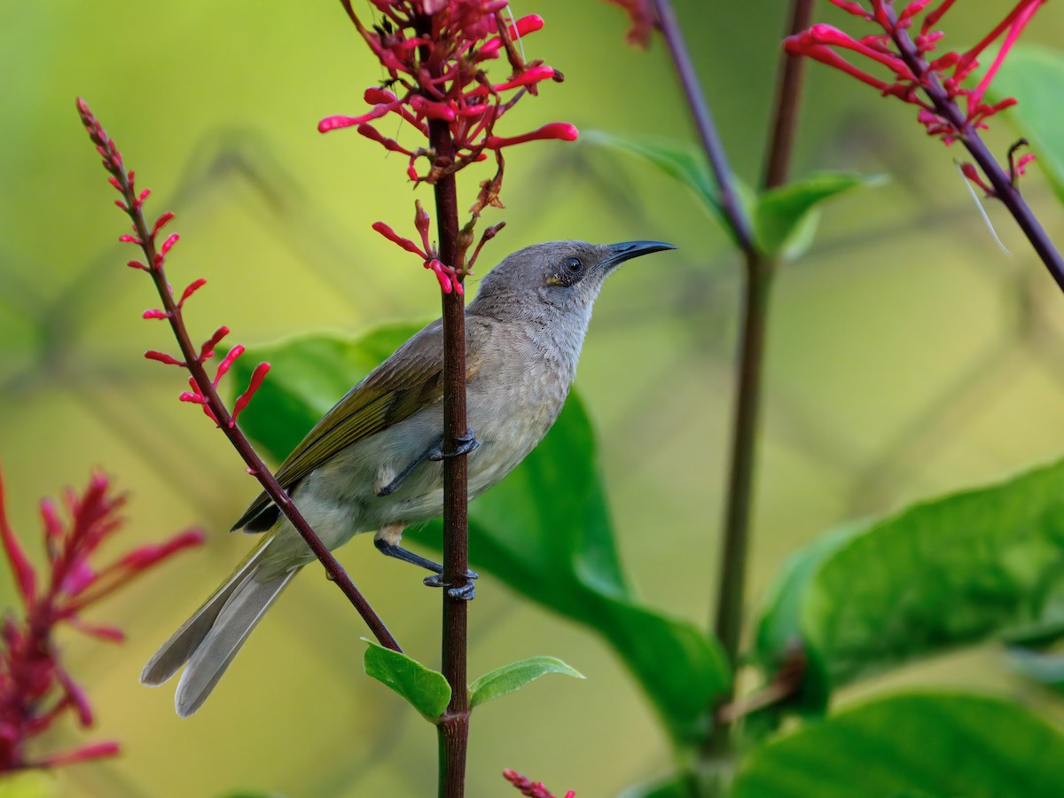 Brown Honeyeater - ML645542616