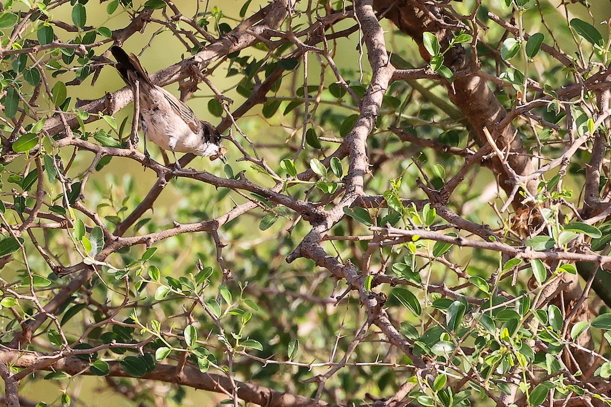 Arabian Warbler - ML645542618