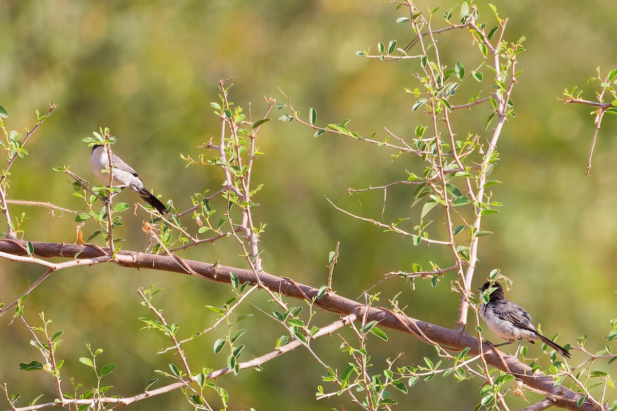 Arabian Warbler - ML645542619