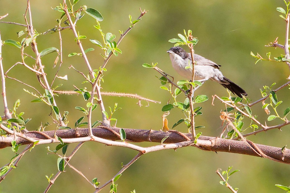 Arabian Warbler - ML645542620