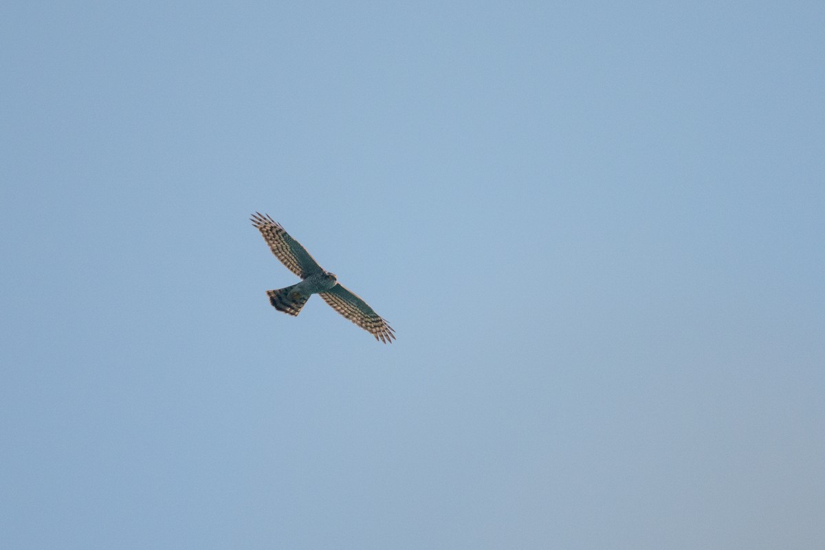 Eurasian Sparrowhawk - ML645542622