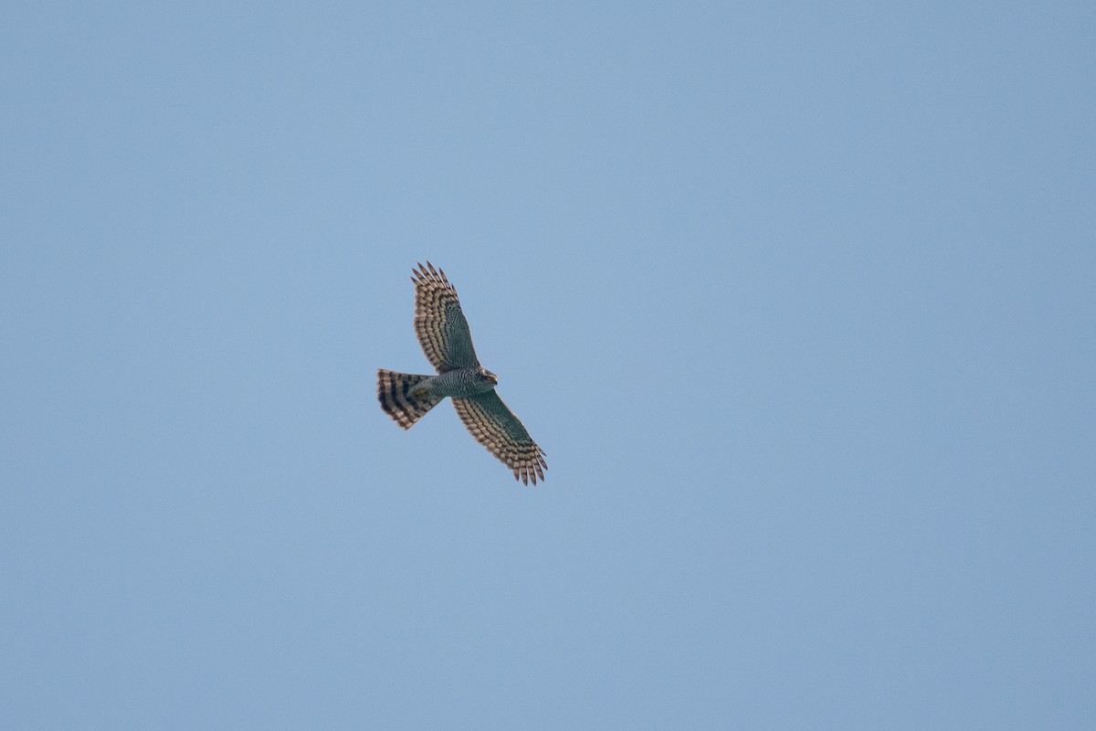Eurasian Sparrowhawk - ML645542623