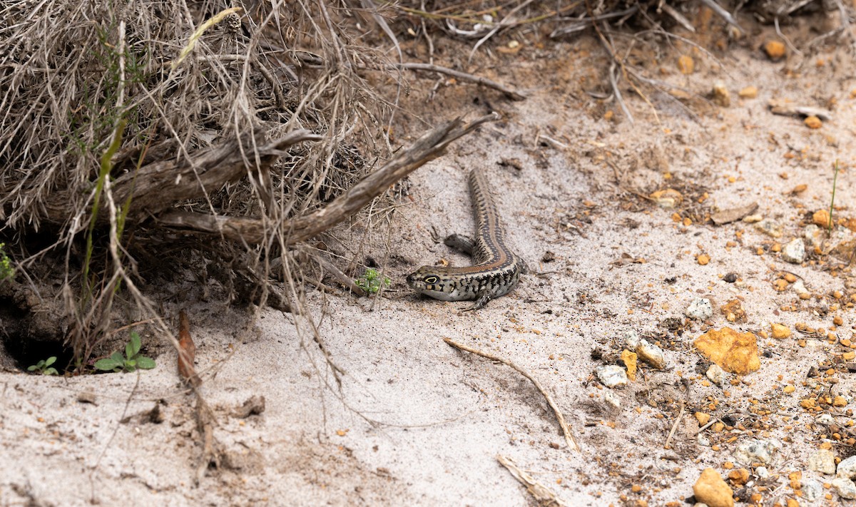 Southwestern Rock Skink - ML645542624