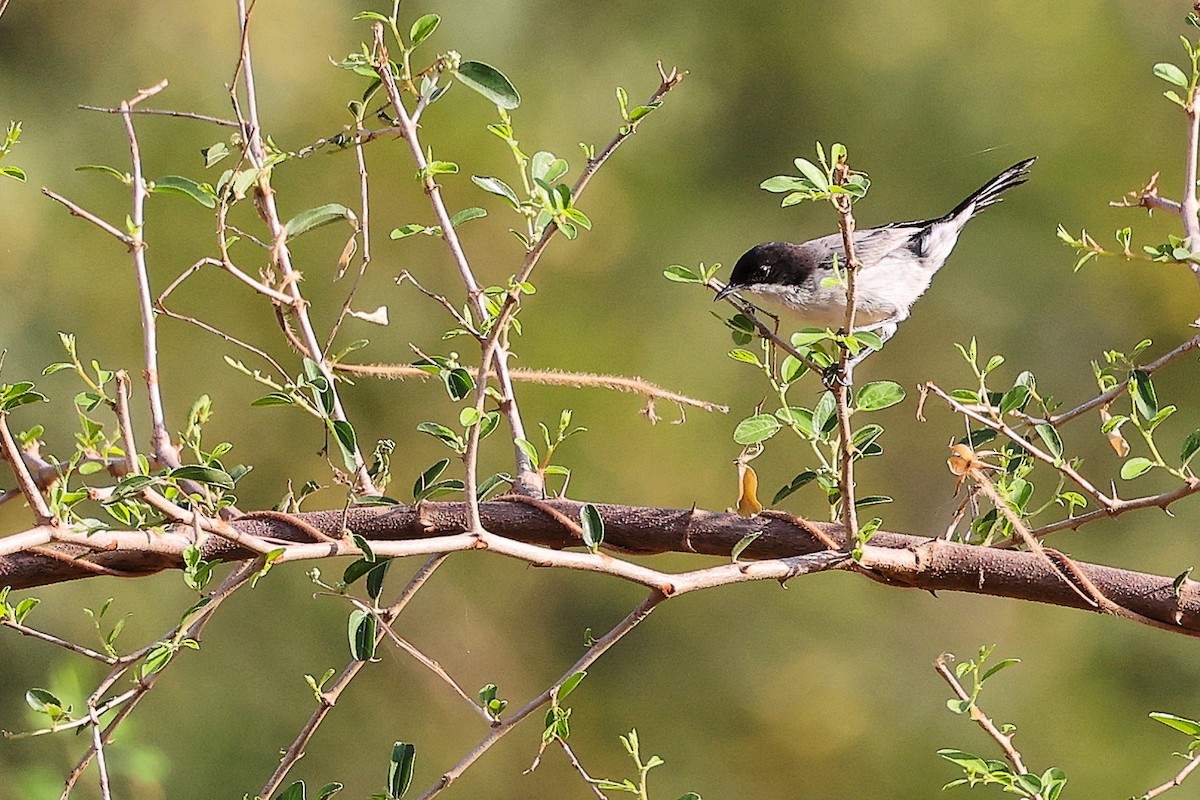 Arabian Warbler - ML645542625