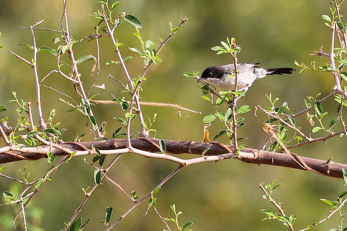 Arabian Warbler - ML645542626