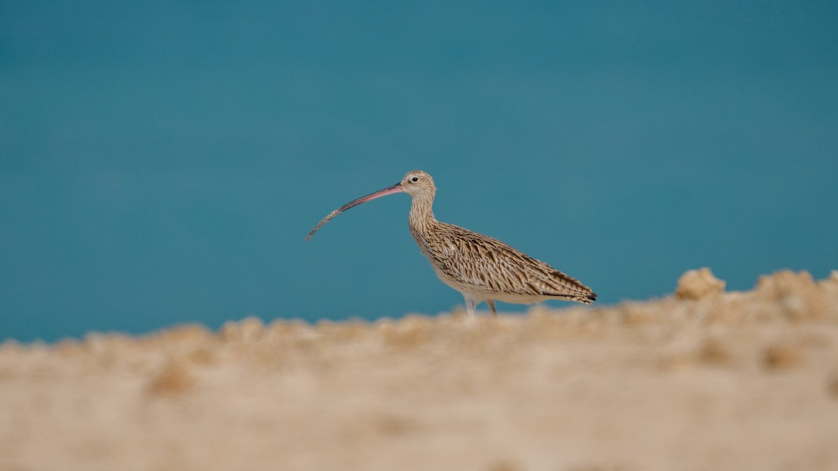 Eurasian Curlew - ML645542627
