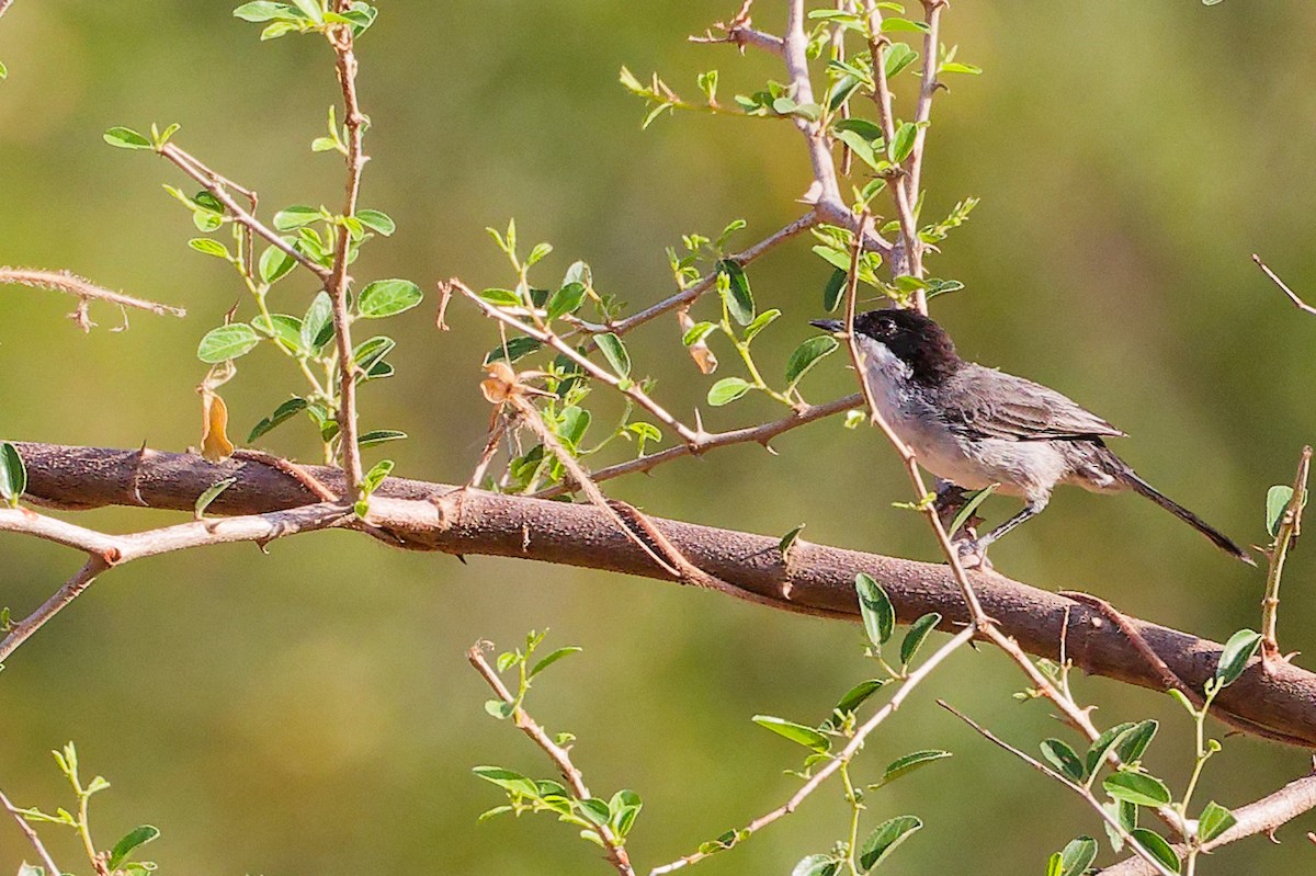 Arabian Warbler - ML645542628