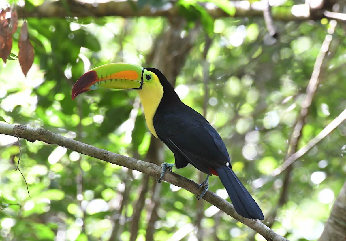 tukan středoamerický - ML645542634