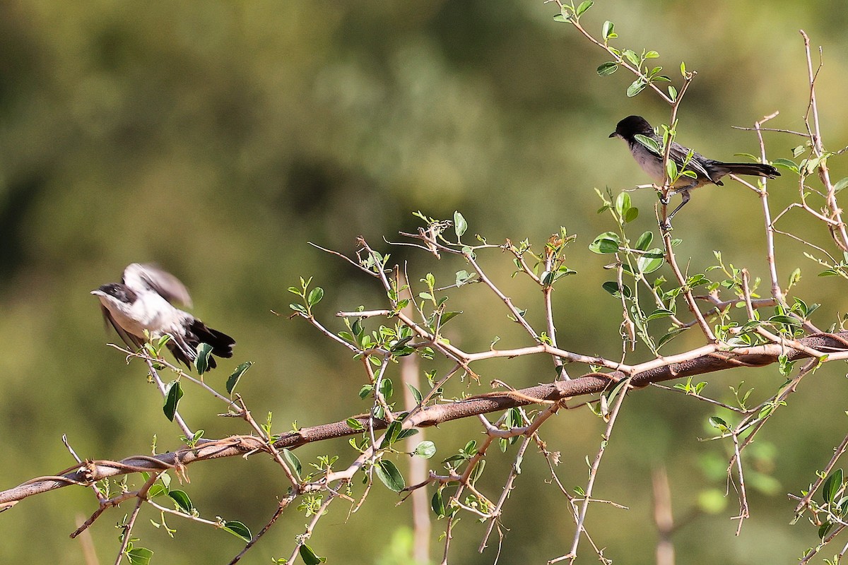 Arabian Warbler - ML645542635