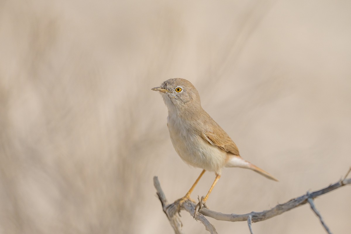 Пустынная славка - ML645542639