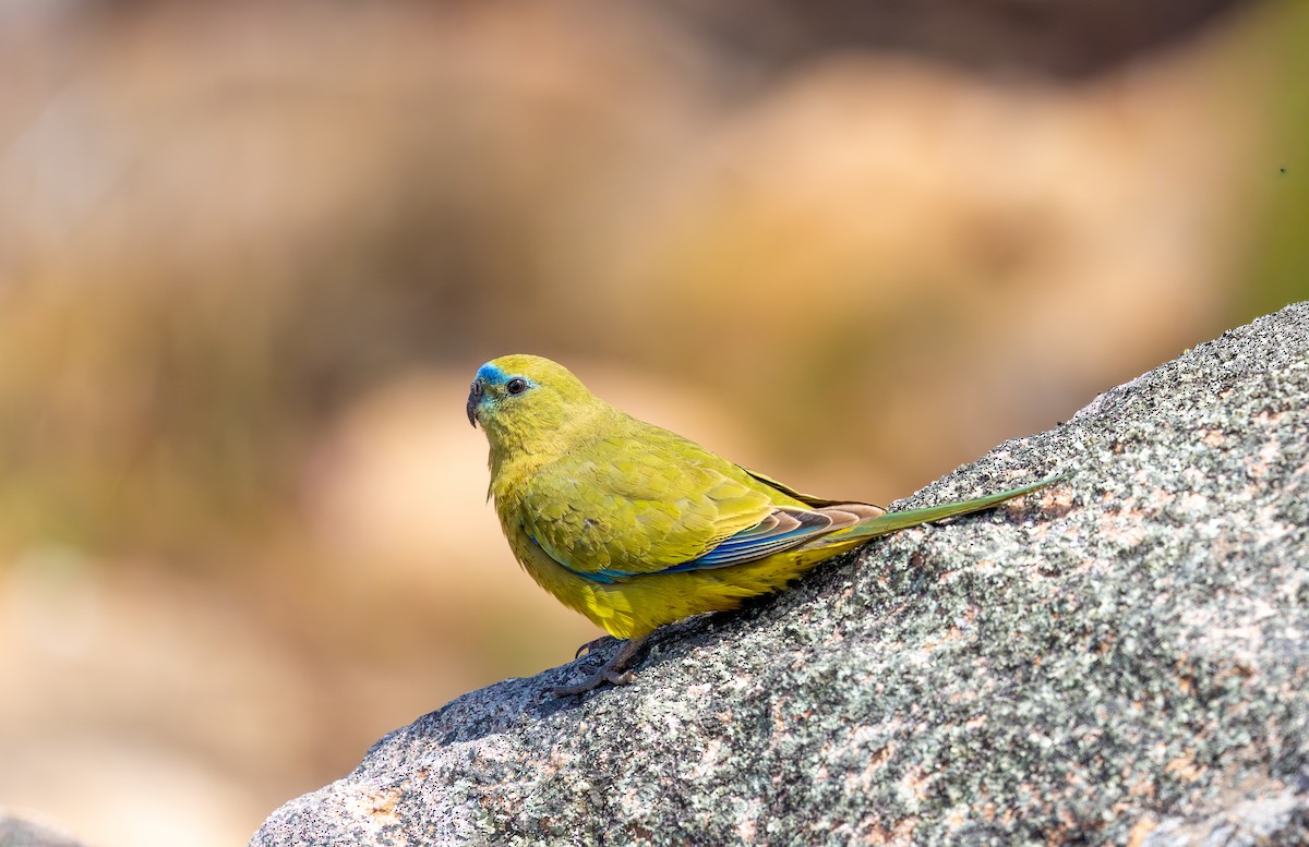 Rock Parrot - ML645542643
