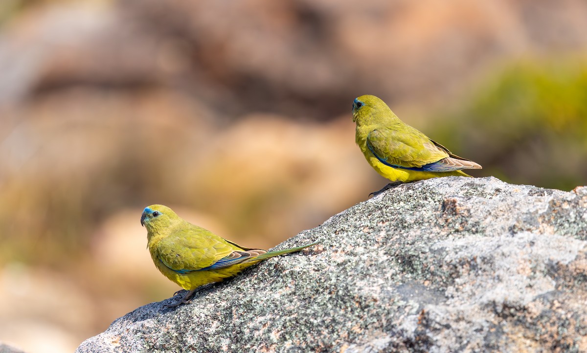 Rock Parrot - ML645542644